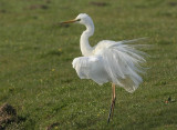 Great Egret - Ardea alba (Grote Zilverreiger)