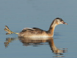 Great Crested Grebe - Podiceps cristatus (Fuut)