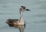 Great Crested Grebe - Podiceps cristatus (Fuut)