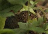 Northern Tree Shrew - Tupaia belangeri 