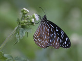 3.  Tirumala septentrionis (Butler, 1874)