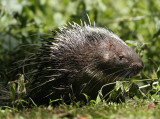 Malaysian Porcupine - Hystrix brachyura