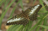 3.  Parthenos sylvia apicalis (Moore, 1878)