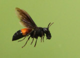 Vespa affinis (Linnaeus, 1764)