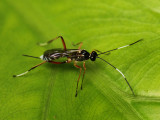 Gotra octocinctus (Ashmead, 1906)