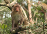 Long-tailed Macaque - Macaca fascicularis