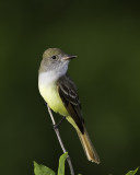 Crested Flycatcher.tif