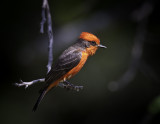 Vermilion Flycatcher.tif