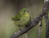 Painted Bunting ( f ).tif