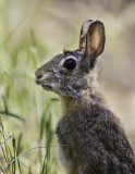 Cottontail Rabbit.tif