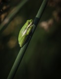 Tree Frog.tif