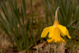 The Passing of the Daffodils