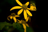 Jerusalem Artichoke