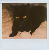 Taming the Panther