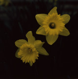 Daffodils