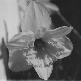 Black and White Daffodil