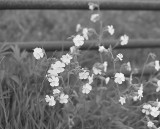 Wildflowers
