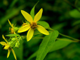 Woodland Flower