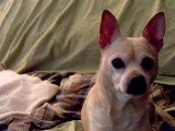 Peties Bed