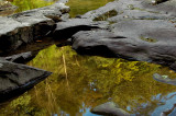 Green Reflected