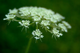 Queen Annes Lace