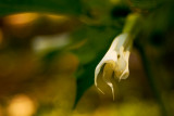 Jimson Weed