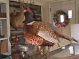 And a Pheasant