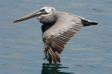 n1471 My Pelican Image