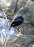 male satin bower bird stanwell park