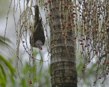 trapeze artist