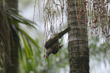 fig bird swinging