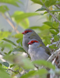 2 red browed finches