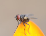 tiny fly 
