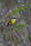 yellow robin from a distance