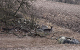 Dovhjortar vid skogsranden