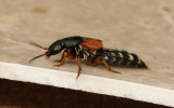 Staphylinus dimidiaticornis