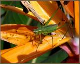 katydid on bird of paradise.jpg