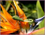 mantis on bird of paradise.jpg