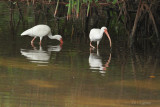 two ibis