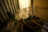 the october orchid is still blooming