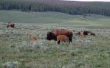 bison and nursing calf