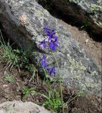 alpine fleur