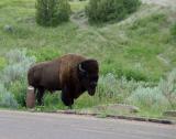 bison bull roaring