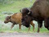 bison calf and mother