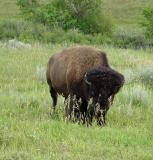 bison bull horns