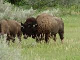 bison bull and his mate