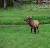 elk in velvet number two