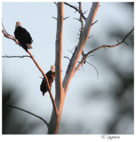 eagles in for the evening to roost