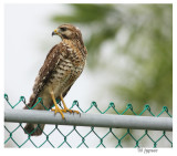 resident broad winged hawk