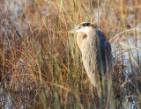 great blue heron in sawgrass wetland